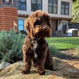 Meet your Posher, Ruthie